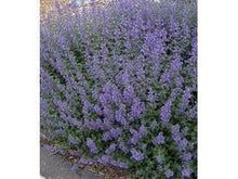 Lataa kuva Galleria-katseluun, Kissanminttu