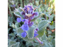 Lataa kuva Galleria-katseluun, Kissanminttu