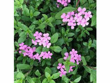 Lataa kuva Galleria-katseluun, Kivikkosuopayrtti