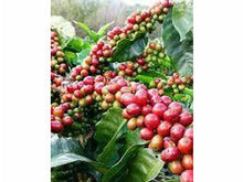 Lataa kuva Galleria-katseluun, Hawaiian Kona, kahvi