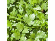 Lataa kuva Galleria-katseluun, Luomu Korianteri