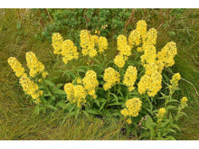 Lataa kuva Galleria-katseluun, Kultapiisku