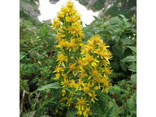 Lataa kuva Galleria-katseluun, Kultapiisku