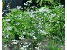 Lataa kuva Galleria-katseluun, Kumina