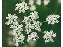 Lataa kuva Galleria-katseluun, Kumina