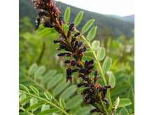 Ladda upp bild till gallerivisning, Lakritsväxt