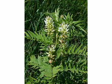 Ladda upp bild till gallerivisning, Lakritsväxt