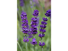 Lataa kuva Galleria-katseluun, Laventeli