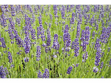 Lataa kuva Galleria-katseluun, Laventeli