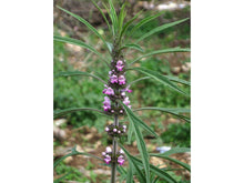 Lataa kuva Galleria-katseluun, Marihuanilla