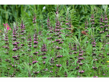 Lataa kuva Galleria-katseluun, Marihuanilla