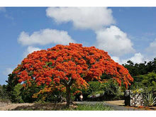 Lataa kuva Galleria-katseluun, Liekkipuu