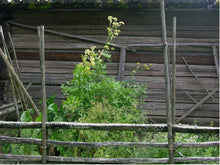 Lataa kuva Galleria-katseluun, Lipstikka