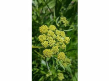 Lataa kuva Galleria-katseluun, Lipstikka