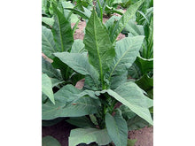 Lataa kuva Galleria-katseluun, Lizard Tail Orinoco