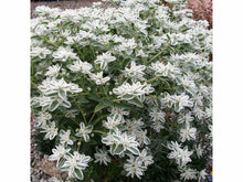 Lataa kuva Galleria-katseluun, Lumityräkki