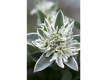 Lataa kuva Galleria-katseluun, Lumityräkki