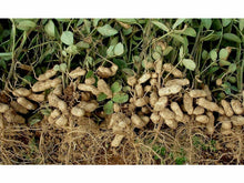 Lataa kuva Galleria-katseluun, Maapähkinä