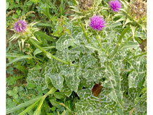 Lataa kuva Galleria-katseluun, Maarianohdake