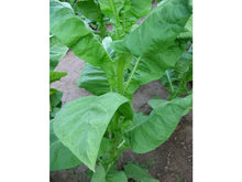 Ladda upp bild till gallerivisning, Magnolia