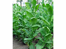 Ladda upp bild till gallerivisning, Magnolia