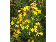 Ladda upp bild till gallerivisning, Johannesört