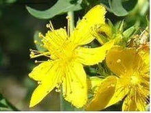 Ladda upp bild till gallerivisning, Johannesört