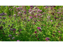 Lataa kuva Galleria-katseluun, Mäkimeirami (Oregano)