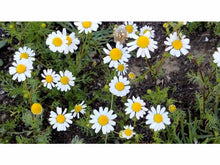 Lataa kuva Galleria-katseluun, Luomu Kamomillasaunio