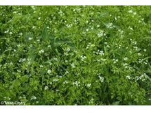 Lataa kuva Galleria-katseluun, Maustekirveli