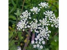 Lataa kuva Galleria-katseluun, Maustekirveli