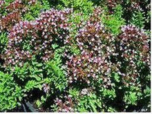 Ladda upp bild till gallerivisning, Kryddram