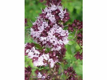 Ladda upp bild till gallerivisning, Kryddram