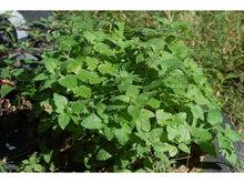 Ladda upp bild till gallerivisning, Citronbalsam