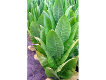 Lataa kuva Galleria-katseluun, Moldovan 456