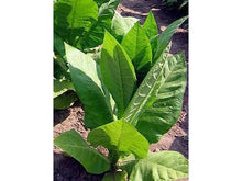 Lataa kuva Galleria-katseluun, Moldovan 456