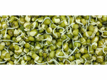 Lataa kuva Galleria-katseluun, Mung pavun siemenen idut