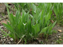 Lataa kuva Galleria-katseluun, Mustajuuri