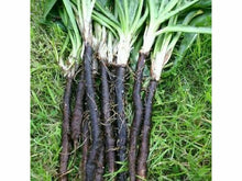 Lataa kuva Galleria-katseluun, Mustajuuri