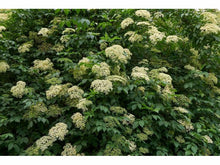 Ladda upp bild till gallerivisning, Blackback