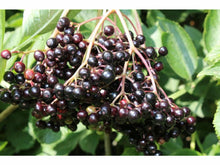 Ladda upp bild till gallerivisning, Blackback