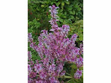 Lataa kuva Galleria-katseluun, Myskisalvia