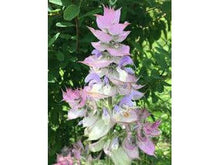 Lataa kuva Galleria-katseluun, Myskisalvia