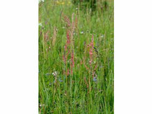 Lataa kuva Galleria-katseluun, Niittysuolaheinä