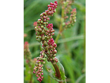 Lataa kuva Galleria-katseluun, Niittysuolaheinä