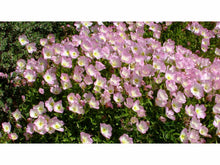 Lataa kuva Galleria-katseluun, Komeahelokki