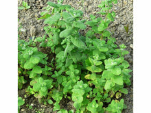 Ladda upp bild till gallerivisning, Äppelmynta