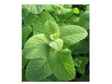 Ladda upp bild till gallerivisning, Äppelmynta