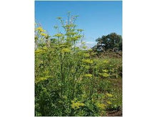 Lataa kuva Galleria-katseluun, Palsternakka