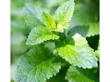 Ladda upp bild till gallerivisning, Pepparmynta